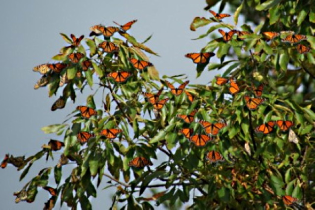 butterflys