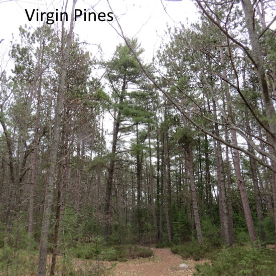 PINE TREES